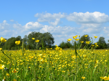 Free Online Allergy Awareness Courses
