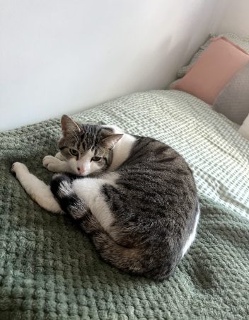 Black, white and grey cat lies on a bed.