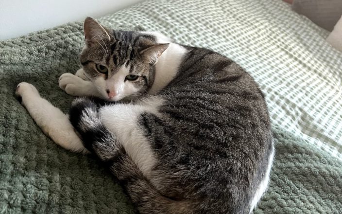 Black, white and grey cat lies on a bed.