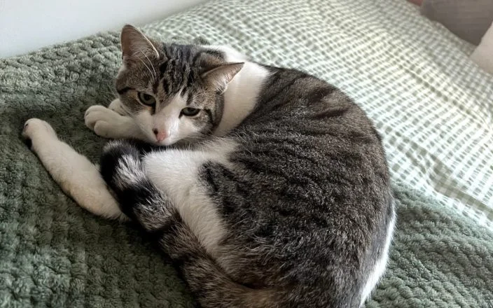 Black, white and grey cat lies on a bed.